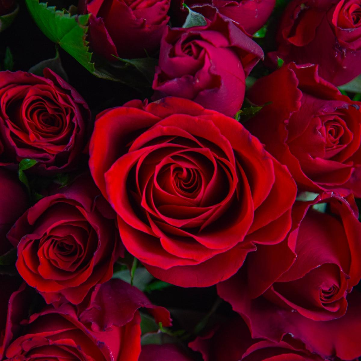Розы красные 51 шт из Кении