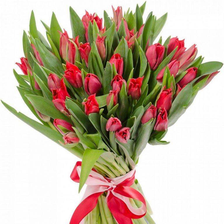 Красные тюльпаны 25 шт код товара  20010vggd